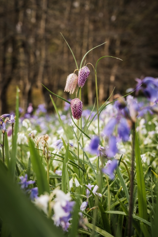 Purple flower