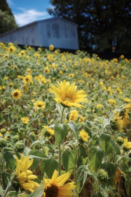 A field of sunflowers