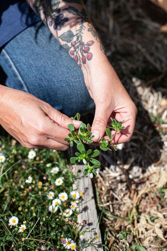 A hand holds a new plant