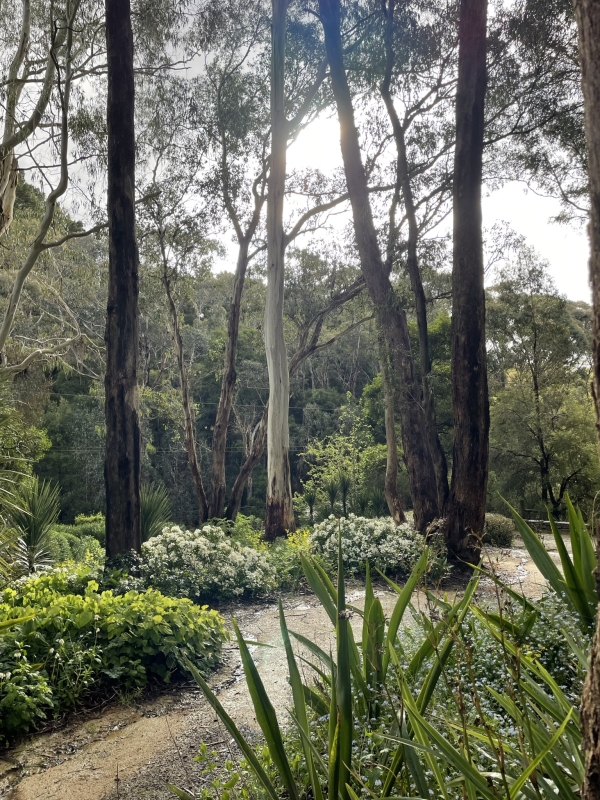 Understorey planting in St Erth’s bush garden includes exotics such as the lime-coloured epimedium, white-flowering Mexican orange blossom (Choisya ternata) and strappy Gymea lily (Doryanthes excelsa)