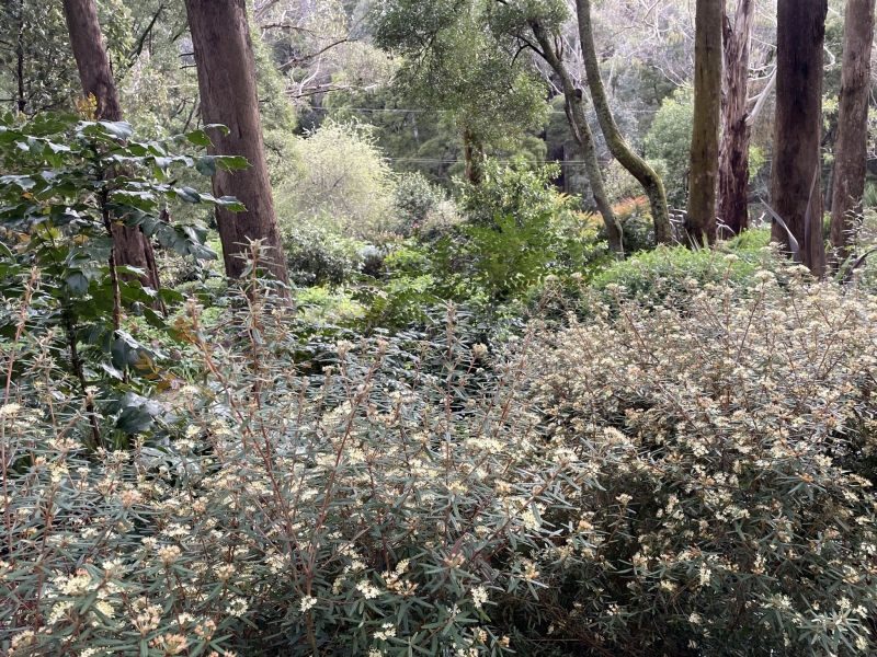 Native Phebalium squamulosum (foreground) growing in harmony with exotic Mahonia bealei (left).