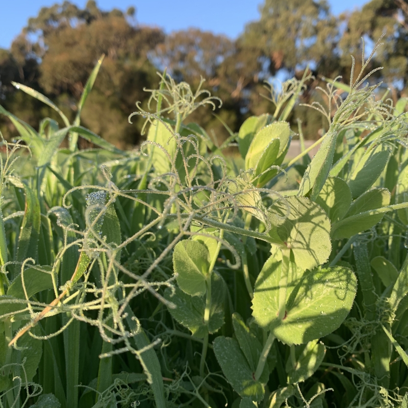 Field peas