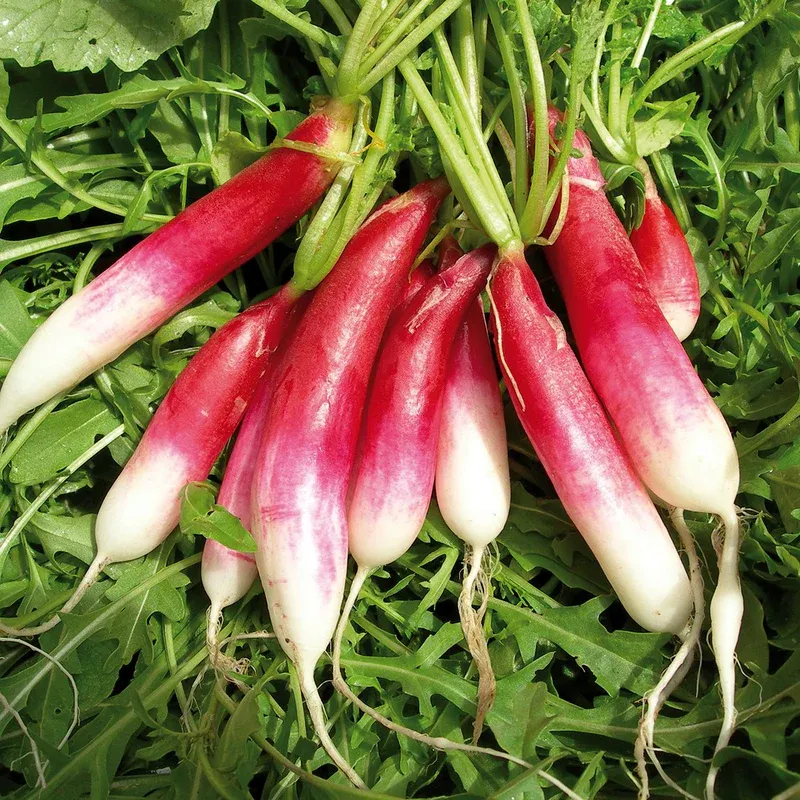 Pink and white radishes