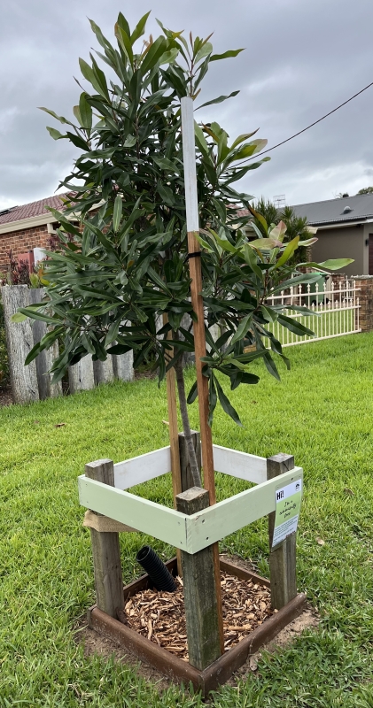 A newly planted Ivory Curl Tree