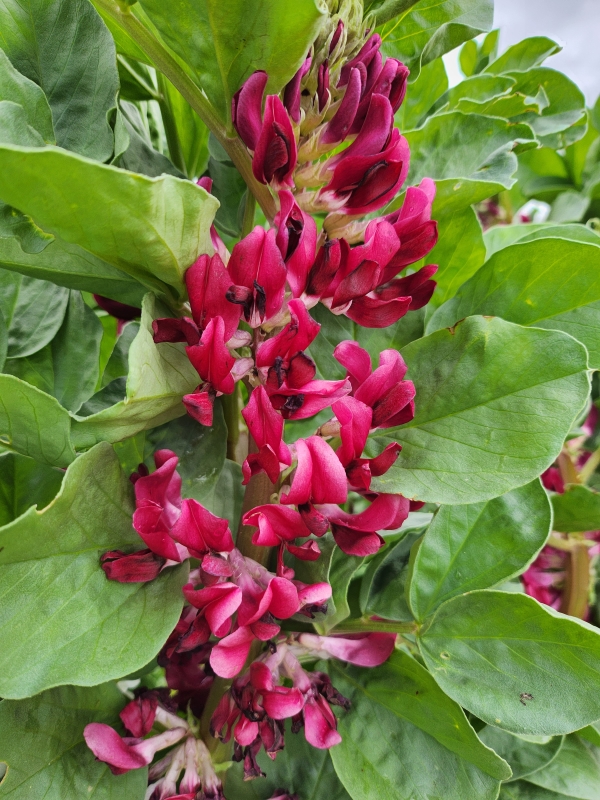 Broad Bean 'Crimson Flowered'