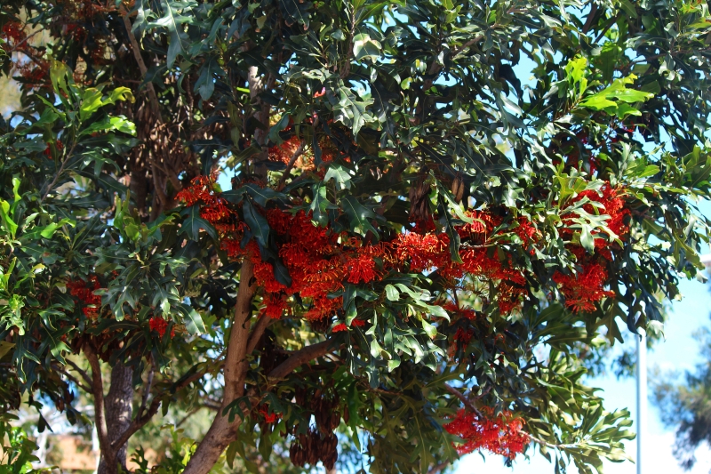 Firewheel tree