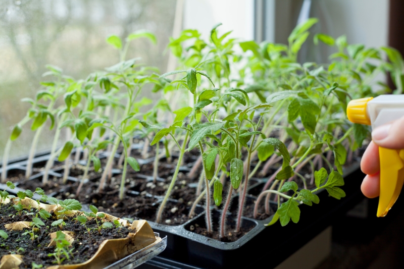 Tomato seedlings on a windowsill