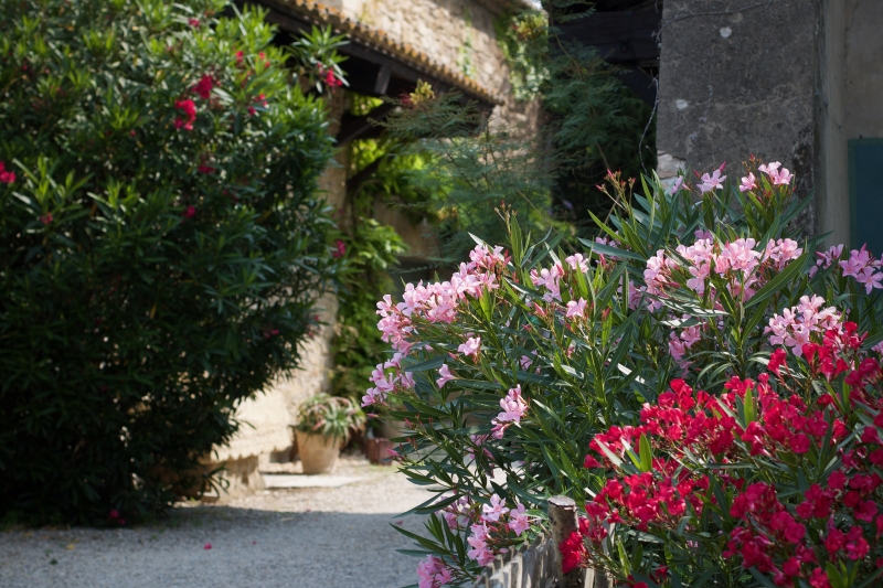 Oleander