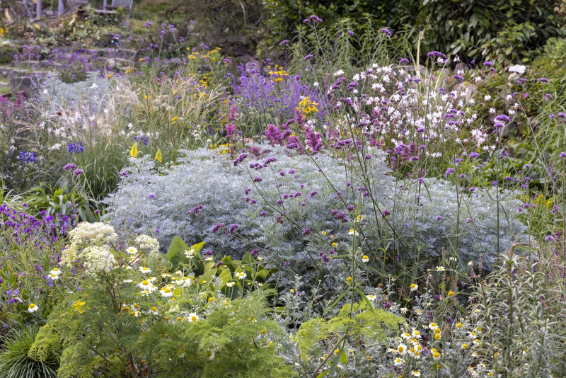 Flowering bushes at The Garden of St Erth
