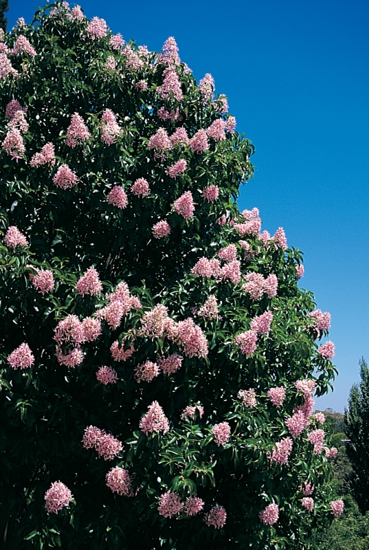 Cape Chestnut Pink