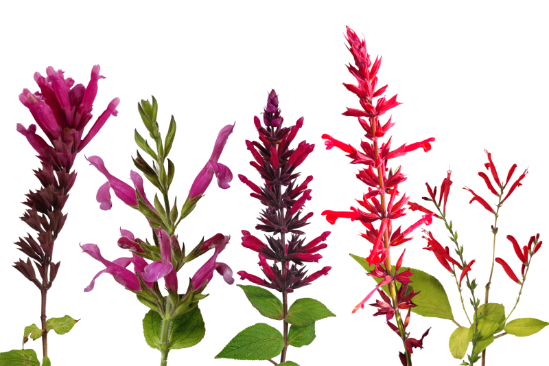Salvias S. involucrata, S. dorisiana, ‘Timboon’,  ‘Roman Red’ and Pineapple Sage. 