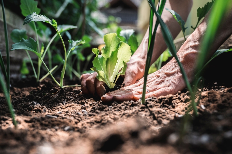 Hands on soil