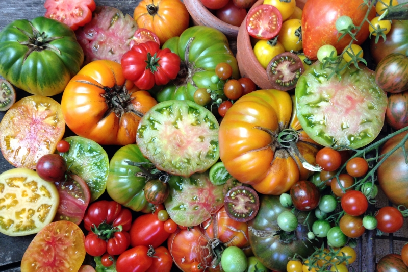 A colourful collection of heirloom tomatoes