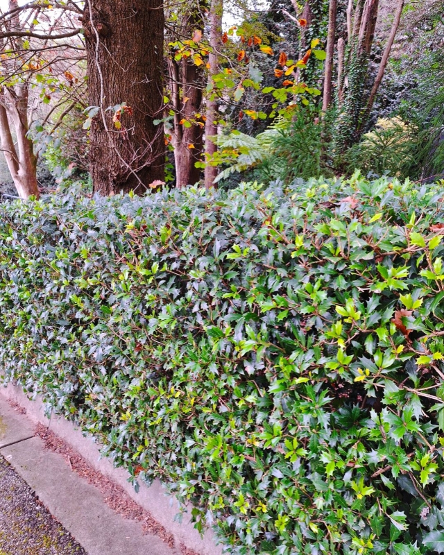 Osmanthus heterophyllus