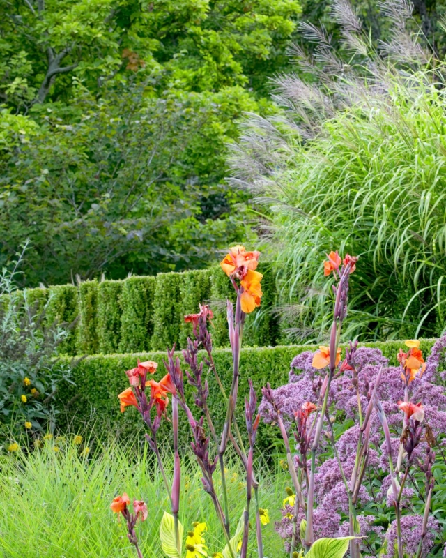 Hedges at Cloudehill garden