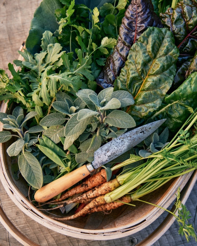 A basket of fresh vegies