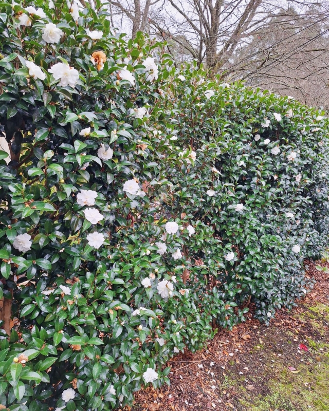 Camelias