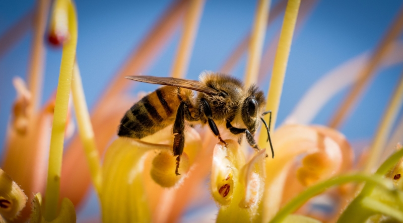 A bee