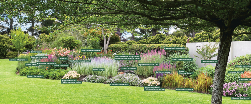 Di Johnson's perennial garden with labelled plants