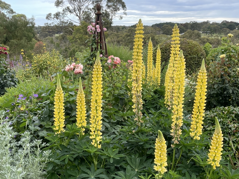 Yellow lupin