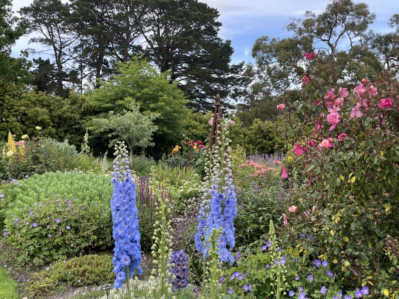 Di Johnson's garden