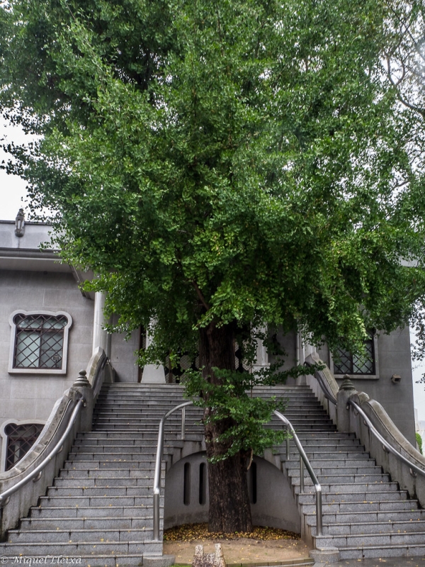 A Ginkgo tree outside a temple