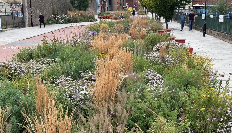 An urban garden bed