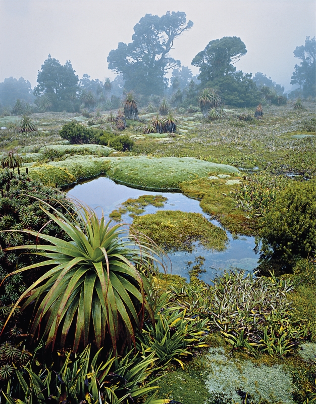 Tasmanian wilderness