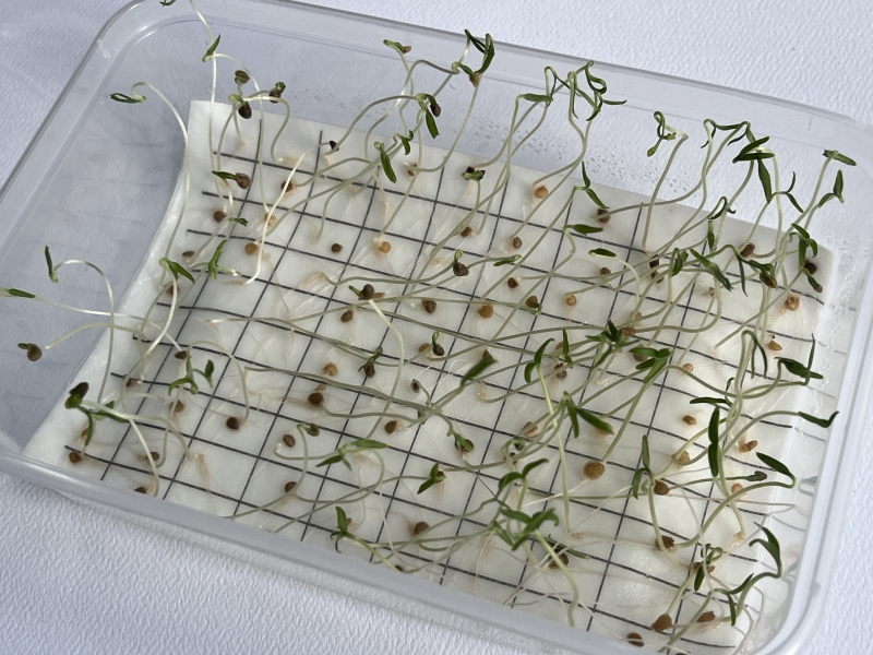 Seed germination testing paper