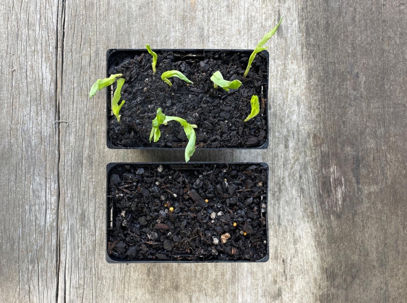 Comparison seed trials