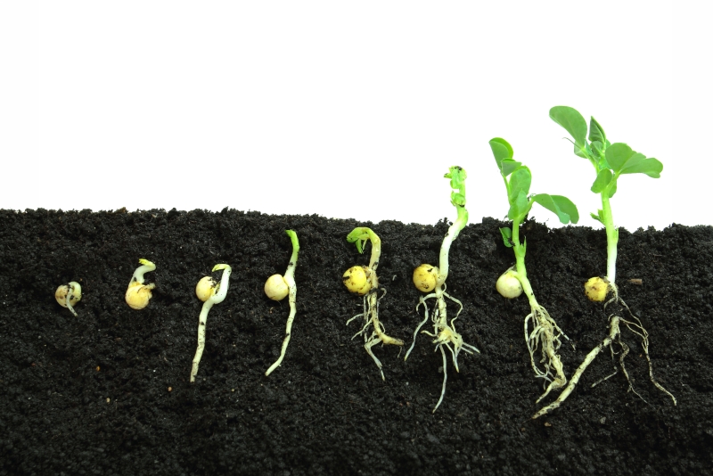 Seed germination stages