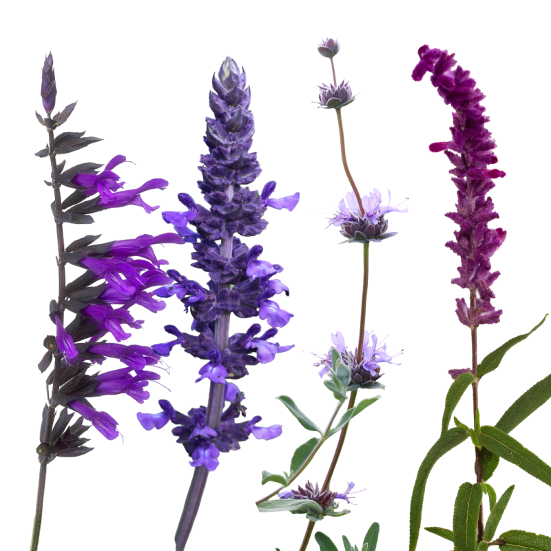 Salvias ‘Amistad’, ‘Mystic Spires’, ‘Bee’s Bliss’, Mexican Sage, ‘
