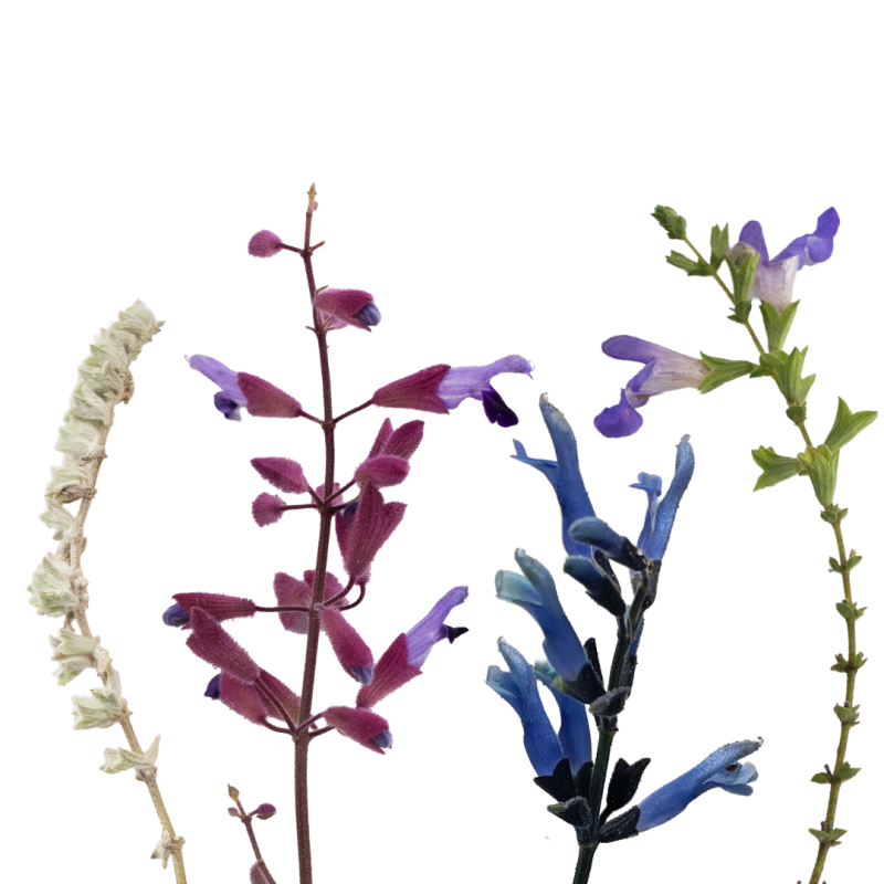 Salvias ‘White Velour’,  S. semiatrata, ‘Winter Blue’, S. muirii