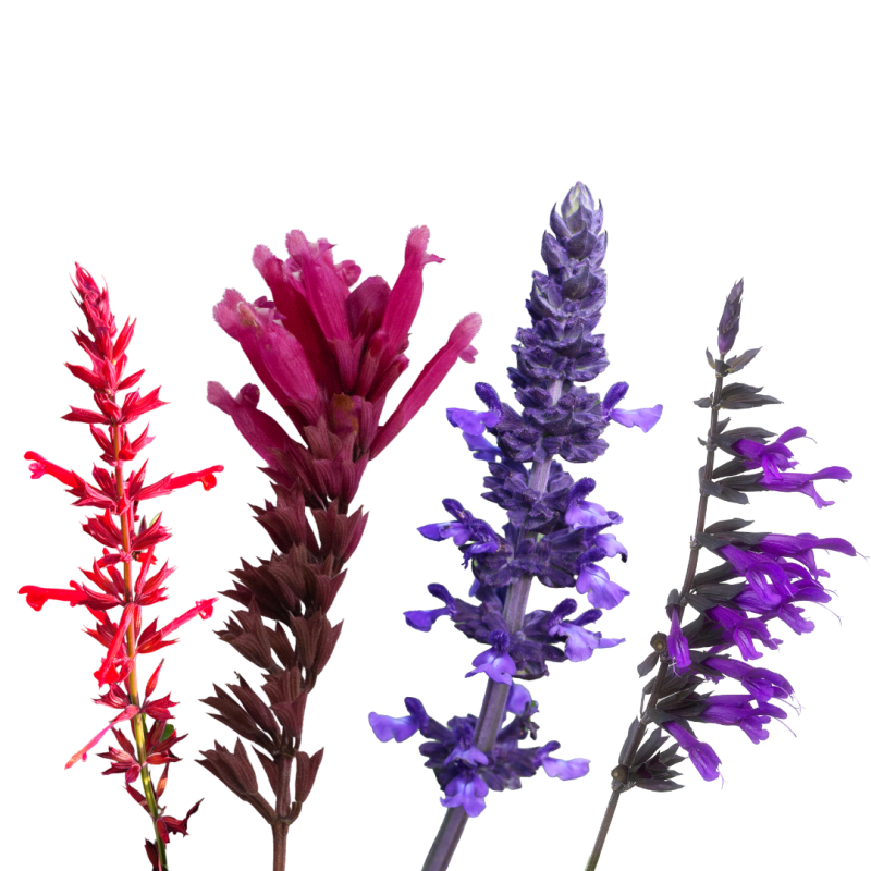 Salvias