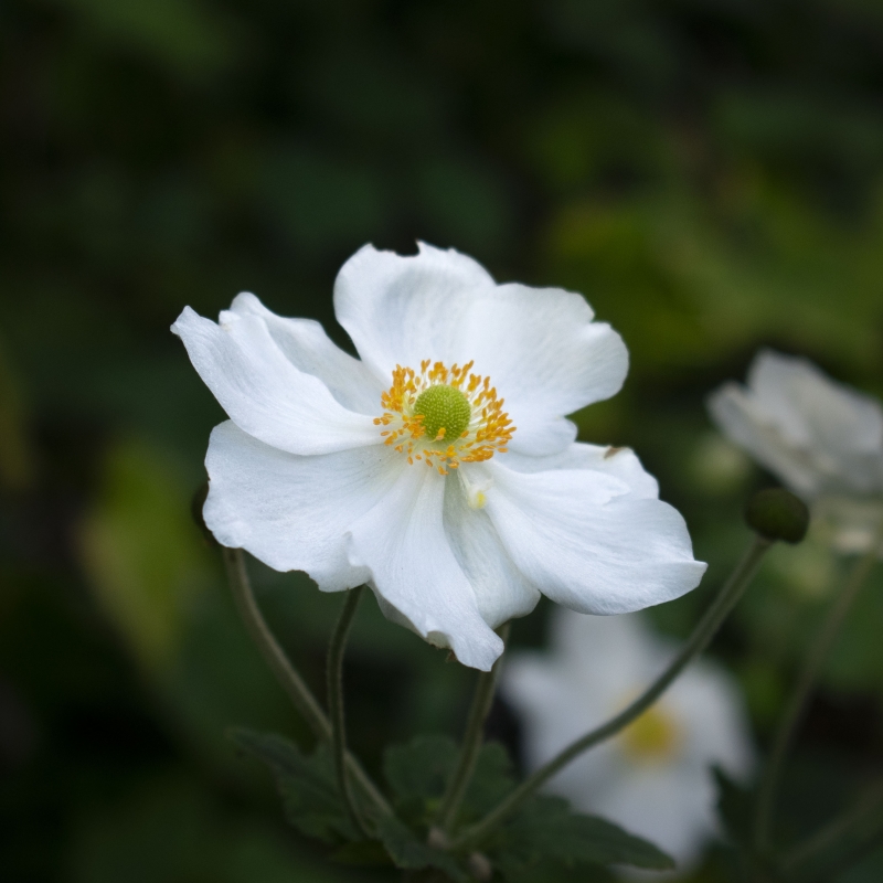 Anemone 'Honorine Jobert'