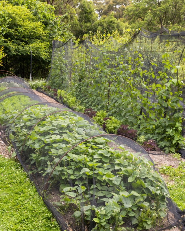 Covered beds at the Garden of St Erth