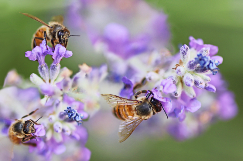 Bees on a flower