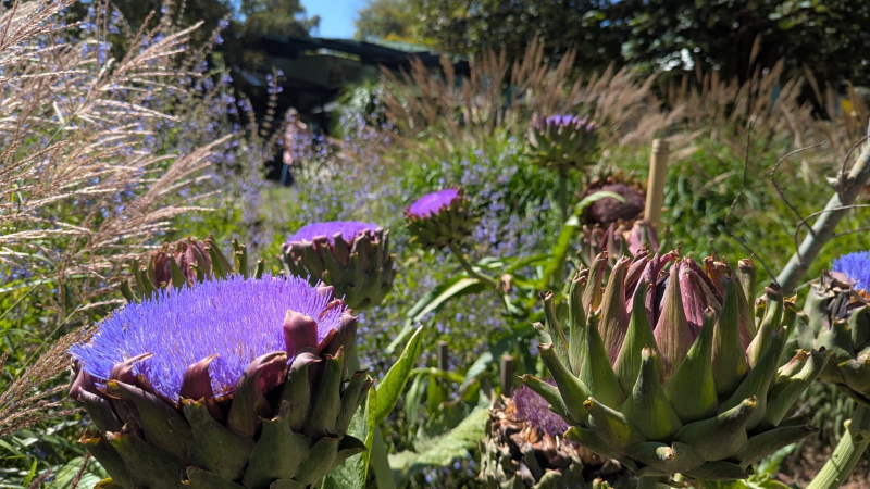 A Globe Artichoke