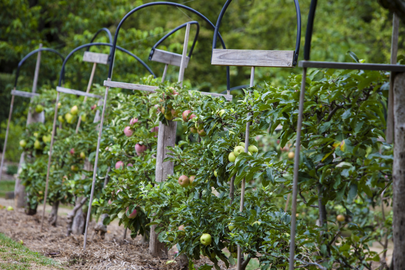 Pear and apple trees in rows