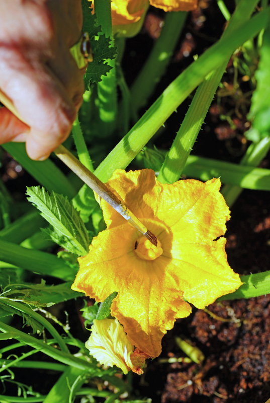 Hand pollinating with a brush