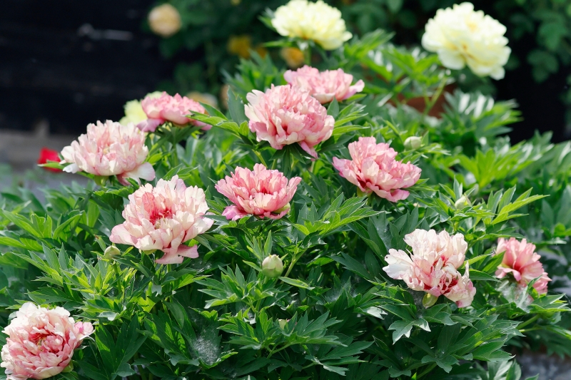 Itoh Hilary peonies