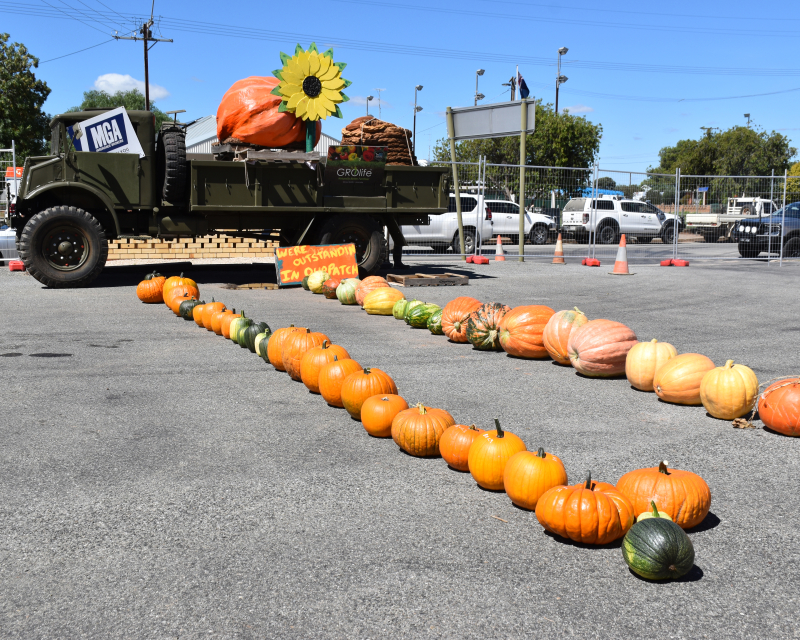 Pumpkins lined up