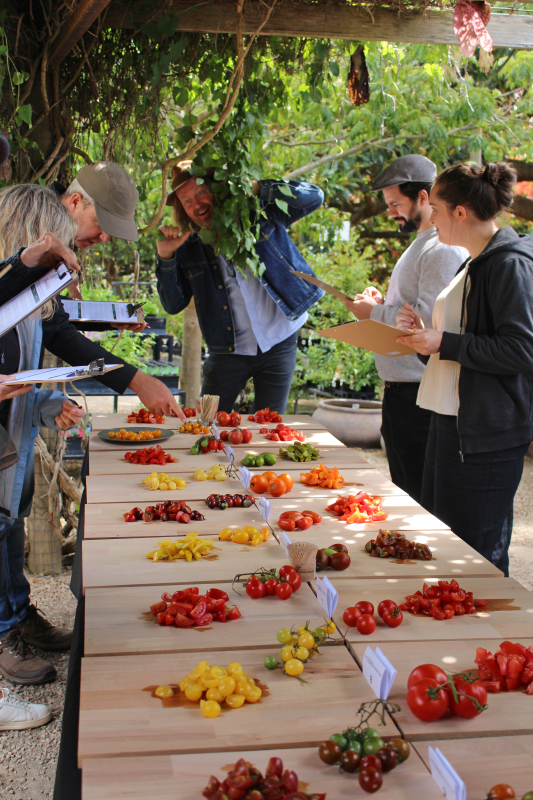 Tomato taste test 2024