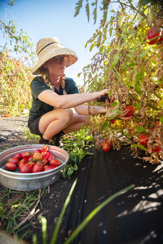 Harvesting tomatoes