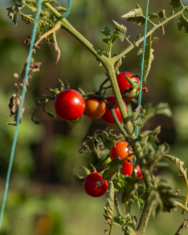 Tomatoes on the vine