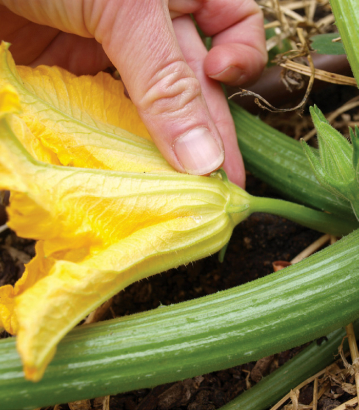 Male zucchini flower