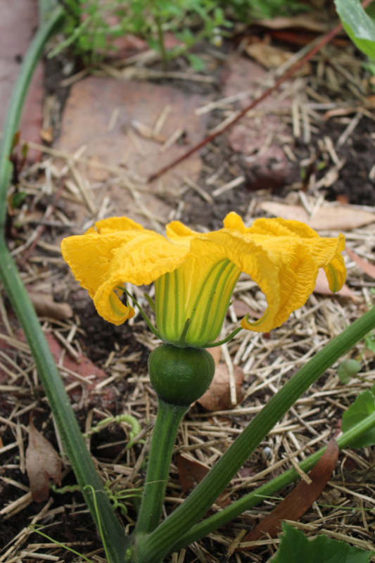 Female zucchini flower