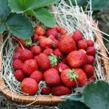 The berry patch