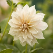 Dahlias