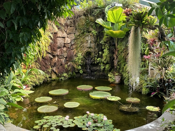 Amazon lily on the pond at Giardini La Mortella. 